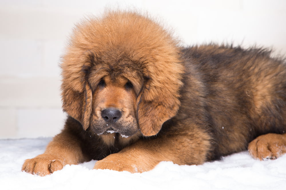 Tibetan Mastiff Puppy £1.2m - One Million Pound Blog